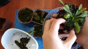 Венерина мухоловка весной. Пересадка дионеи. Хищные растения после зимы. Грунт для мухоловки.