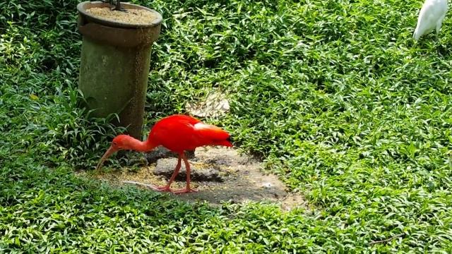 #scarletibis #ибис смотреть онлайн