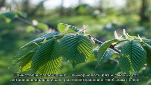 Основные виды вяза шершавого и тонкости его выращивания на дачном участке