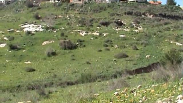 Anemones & Cyclamens / Ветреницы и цикламены смотреть онлайн