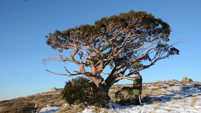 Mount Stirling summit tree ... damaged смотреть онлайн