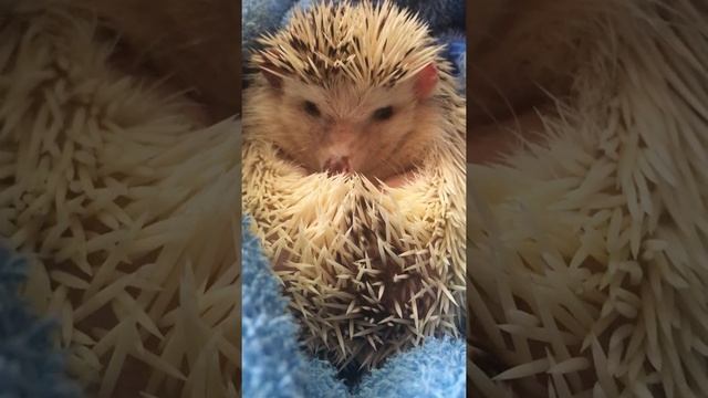 Африканский карликовый ёж смотреть онлайн