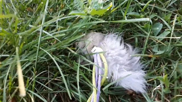 Хомяк сдох?! Или как Аня выгуливает хомяка смотреть онлайн