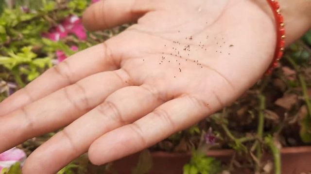 How to collect petunia seeds for next season😊 смотреть онлайн