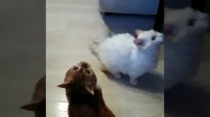 Ламбкин кудрявые коротколапые кошки