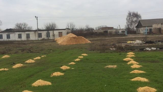 Ежевика. Мульчирование сосновыми опилками. смотреть онлайн
