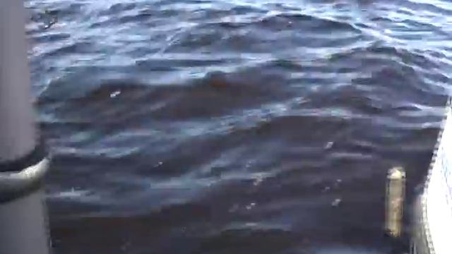 Ловля судака троллингом. Рыбалка с лодки #fivefishinglv