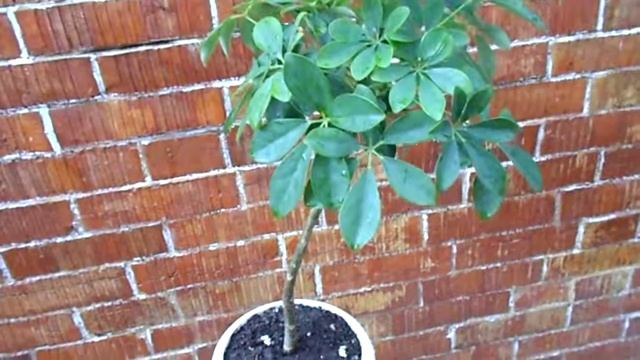 Шеффлера, особенности ухода