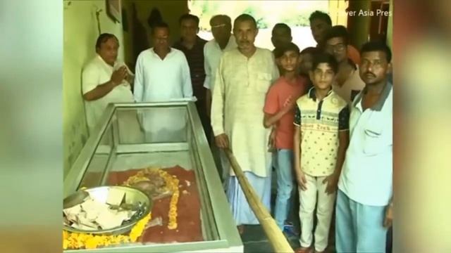 NACE TERNERO CON CARA DE HUMANO EN LA INDIA смотреть онлайн