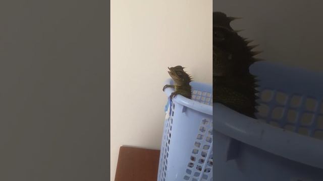 HOW TO FEED ACANTHOSAURA NATALIA!!!!!!!! смотреть онлайн