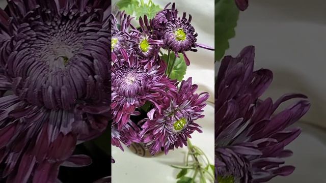 Хризантема садовая Мулатка   #корея #растенияпочтой #кустоваяхризантема #горшечные