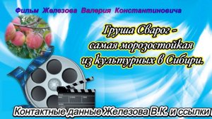 Груша Сварог - самая морозостойкая из культурных в Сибири.