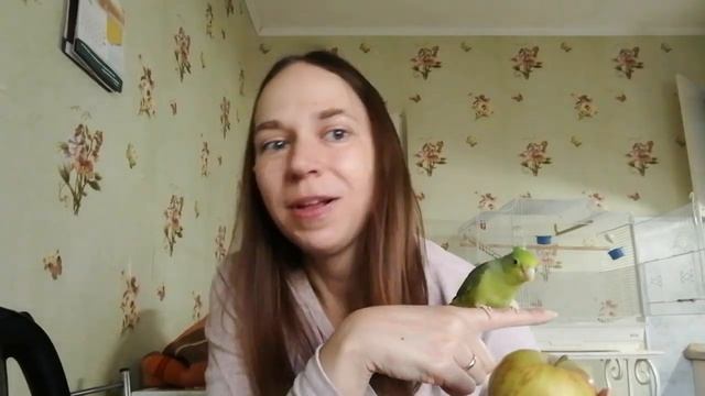 Мой воробьиный попугай смотреть онлайн