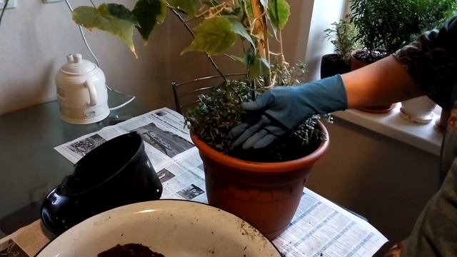 ПЕРЕСАДКА АБУТИЛОНА, Касатика или домашнего клена смотреть онлайн