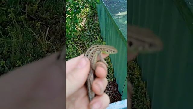 наши динозавры 🦖 смотреть онлайн