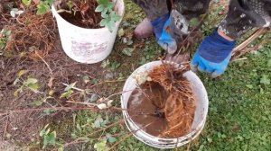 Деление  и пересадка взрослого клематиса.