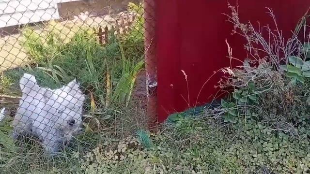 Породы собак:вест-хайленд-уайттерьер смотреть онлайн