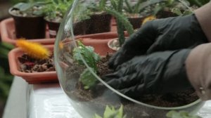 Как сделать флорариум из суккулентов: мастер-класс