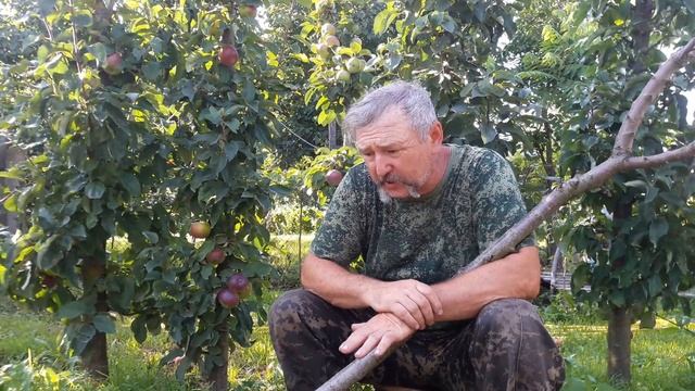 Черешня Лапинс: о сорте и совместимости с антипкой смотреть онлайн