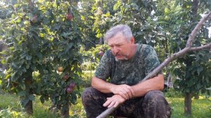 Черешня Лапинс: о сорте и совместимости с антипкой