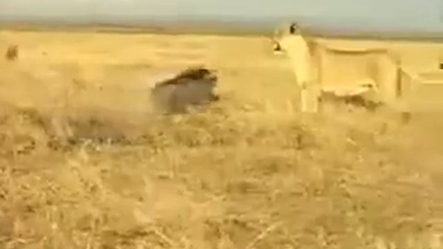 Кабан против львицы смотреть онлайн