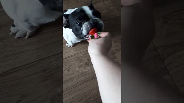 Французский бульдог сладко ест клубничку!