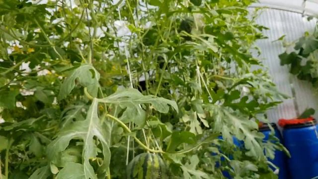 Плодоношение арбуза и подвязка плодов 05.07.2021? смотреть онлайн
