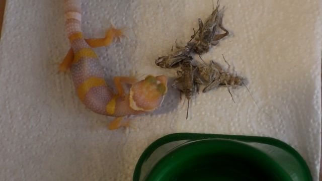 чем кормить эублефара. смотреть онлайн