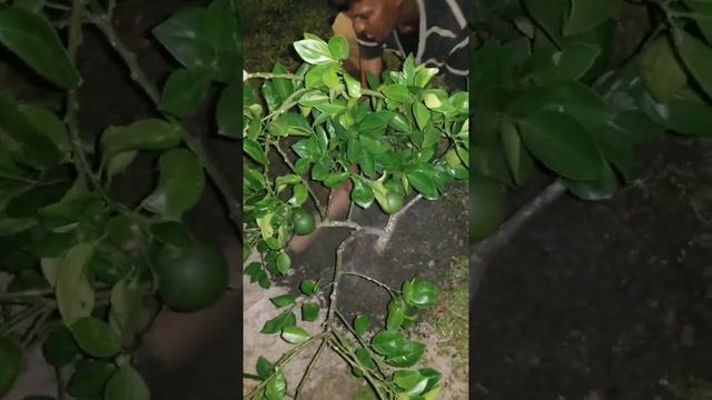 Triple J plant shop смотреть онлайн