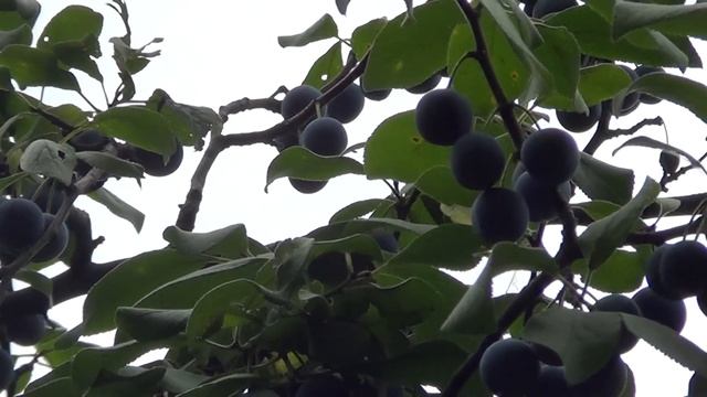 Уроки Живописи Маслом