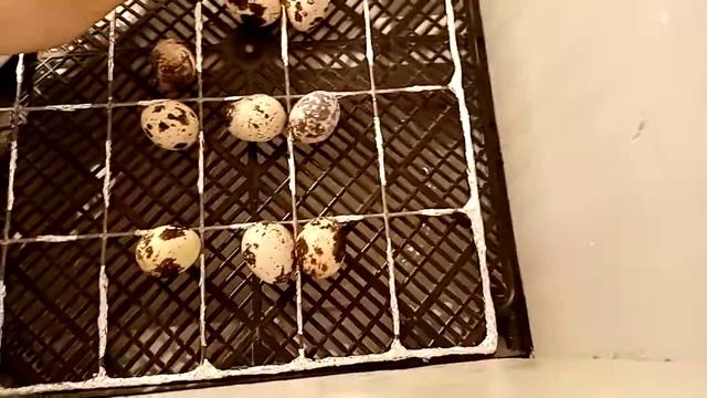 Ждемссссс, 18 день инкубация перепелиных яиц смотреть онлайн