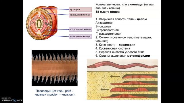 Кольчатые черви