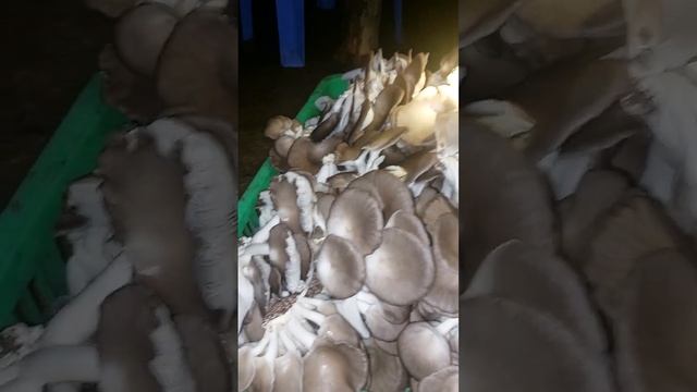Mushrooms #Harvest at night #Cambodia смотреть онлайн