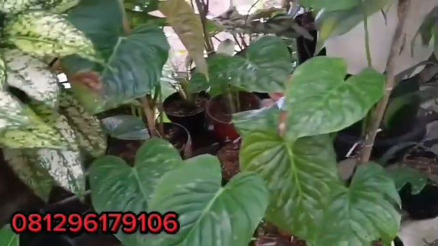part 297 OBRAL TANAMAN HIAS MURAH 081296179106 смотреть онлайн