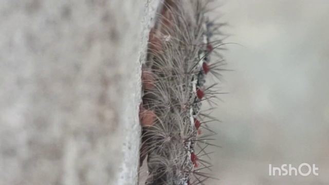 Ocneria dispar.? Непарный шелкопряд. #гусеницы#насекомые#шелкопряд смотреть онлайн