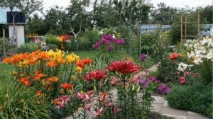 КАК КРАСИВО ПОСАДИТЬ ЛИЛИИ НА ДАЧЕ