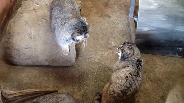 Pallas's Cats(Manul) Fight!