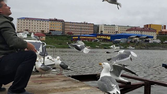 Завтрак от Моремана. 🤗 14 июля 2022 года. Река Казачка. Город Анадырь Чукотка Арктика Дальний Восто смотреть онлайн