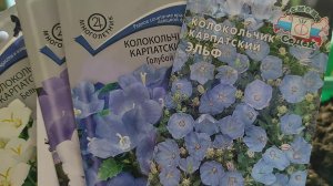КОЛОКОЛЬЧИК КАРПАТСКИЙ. ВЫРАЩИВАНИЕ ИЗ СЕМЯН #колокольчик #посев #семена #многолетники #сад #весна