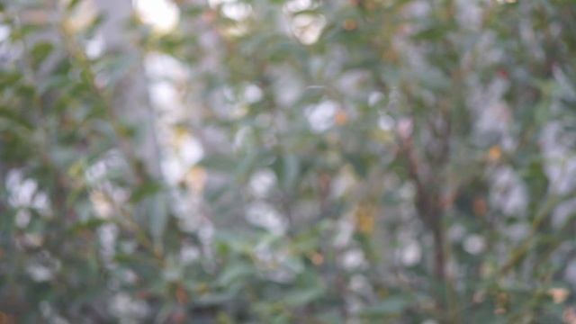Тест объектива Carl Zeiss Jena Sonnar 135 mm f 3.5: Sonnar, как он есть | молчаливый обзор смотреть онлайн