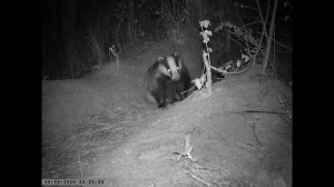 УНИВЕРСАЛЬНАЯ НОРА БАРСУКА!!!