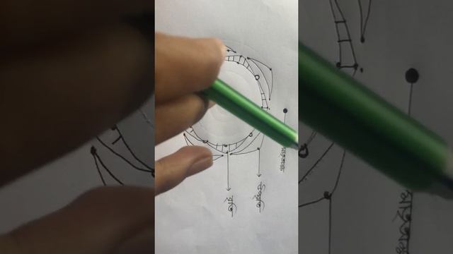 Floral Diagram(Malvaceae)