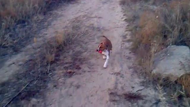 Питбуль Польди в первые без поводка на прогулке смотреть онлайн