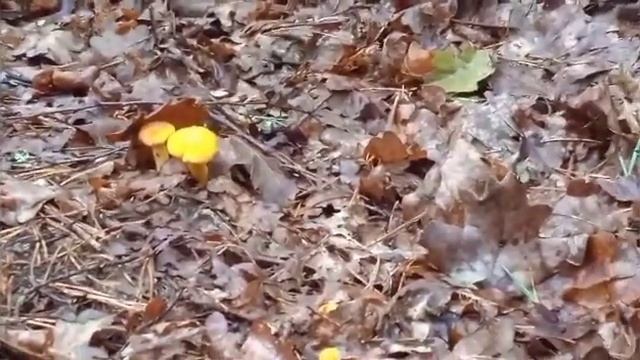 Тихая охота.-Лисички в нашем лесу смотреть онлайн