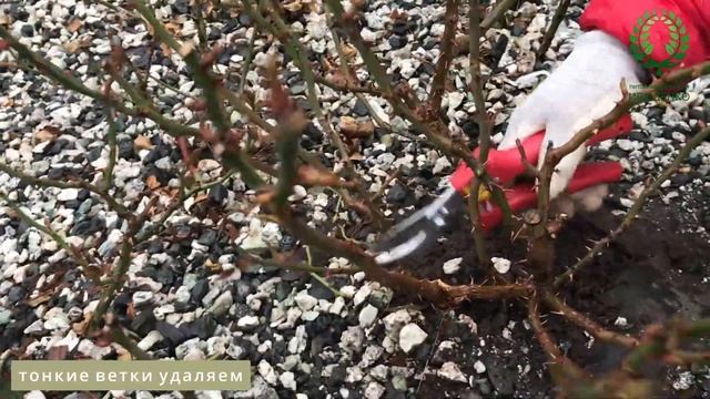 Обрезка Розы № 45 (неопознанная). Уход за клумбой смотреть онлайн