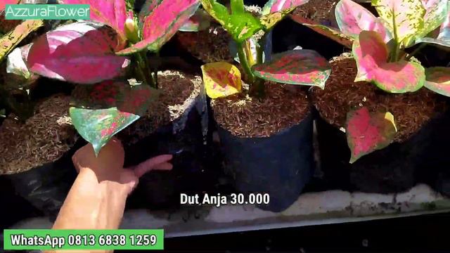 OBRAL MURAH AGLONEMA HARGA CUCI GUDANG смотреть онлайн