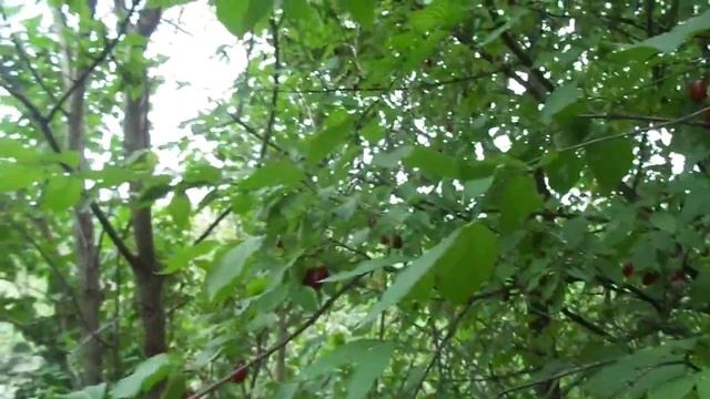 Кизил "Грушевый" и его "дети".Ч.2. Сорт "Сруль". смотреть онлайн