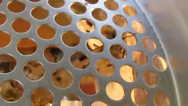 Oviposition of Parnassius apollo смотреть онлайн