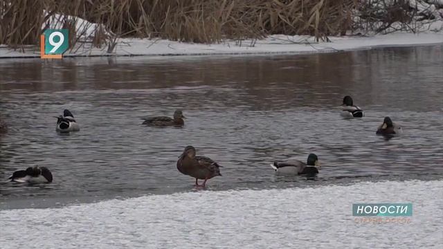 Поганки, кряквы и лысухи: на Белгородчине пересчитали всех водоплавающих птиц смотреть онлайн