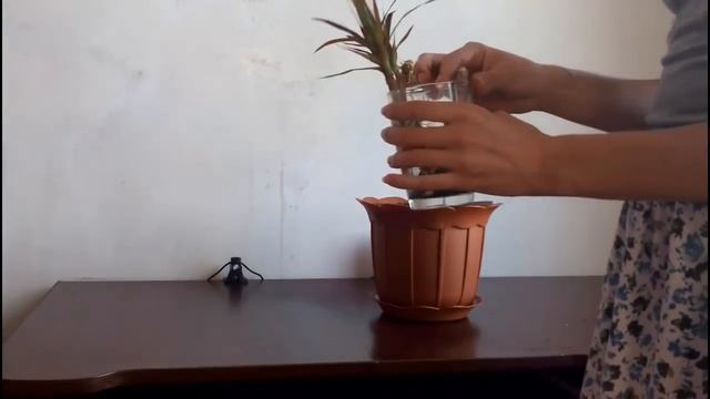 Драцена после обрезки ❀ 1 неделя 5 дней ❀ пробиваются почки смотреть онлайн